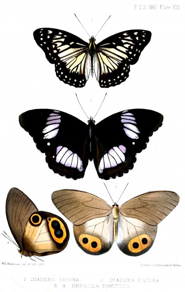 DiademaHewitson1861