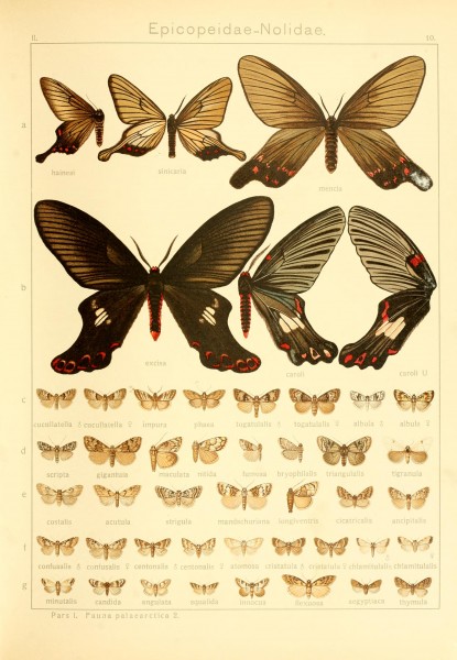 Die Gross-Schmetterlinge der Erde (Taf. 10) BHL9921409