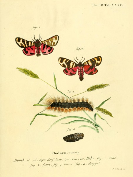 Die Schmetterlinge in Abbildungen nach der Natur (10311333005)