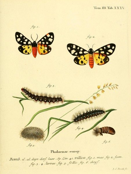 Die Schmetterlinge in Abbildungen nach der Natur (10311338605)