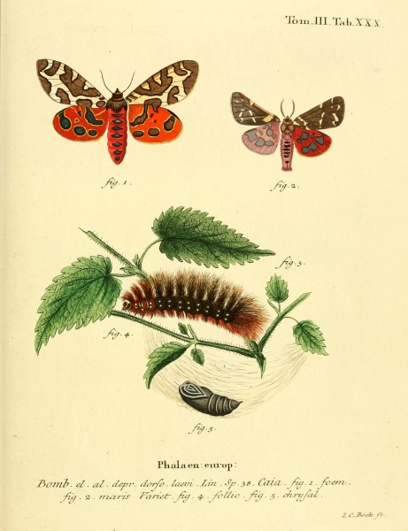 Die Schmetterlinge in Abbildungen nach der Natur (10311343146)