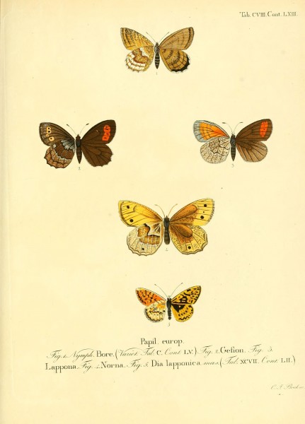 Die Schmetterlinge in Abbildungen nach der Natur (Tab. CVIII) (6103326652)