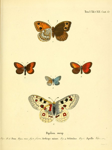 Die Schmetterlinge in Abbildungen nach der Natur (Tab. CXII) (6102781873)