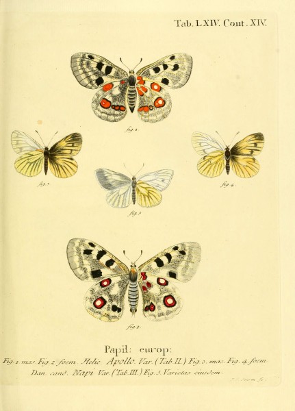Die Schmetterlinge in Abbildungen nach der Natur (Tab. LXIV) (6103313008)