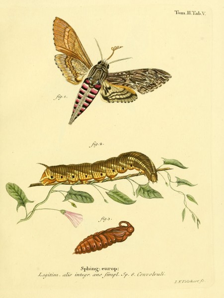 Die Schmetterlinge in Abbildungen nach der Natur (Tab. V) (8141881753)