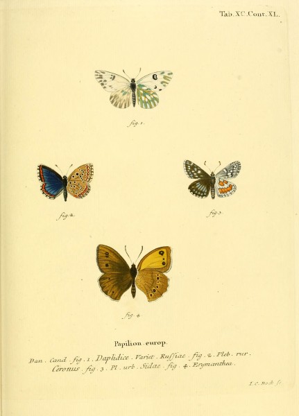 Die Schmetterlinge in Abbildungen nach der Natur (Tab. XC) (6103321360)
