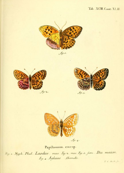 Die Schmetterlinge in Abbildungen nach der Natur (Tab. XCIII) (6102776425)