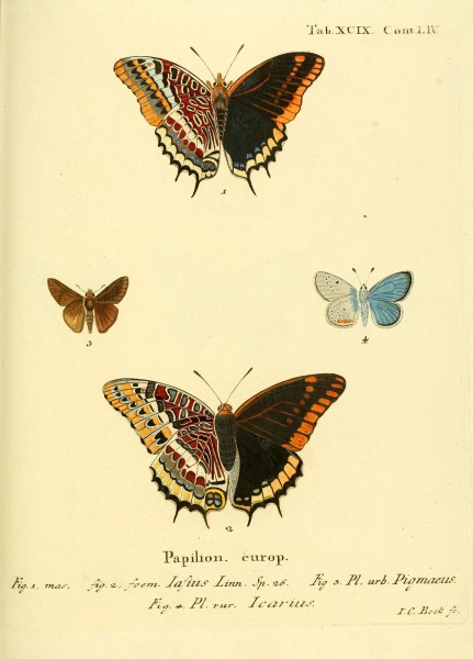 Die Schmetterlinge in Abbildungen nach der Natur (Tab. XCIX) (6103323908)