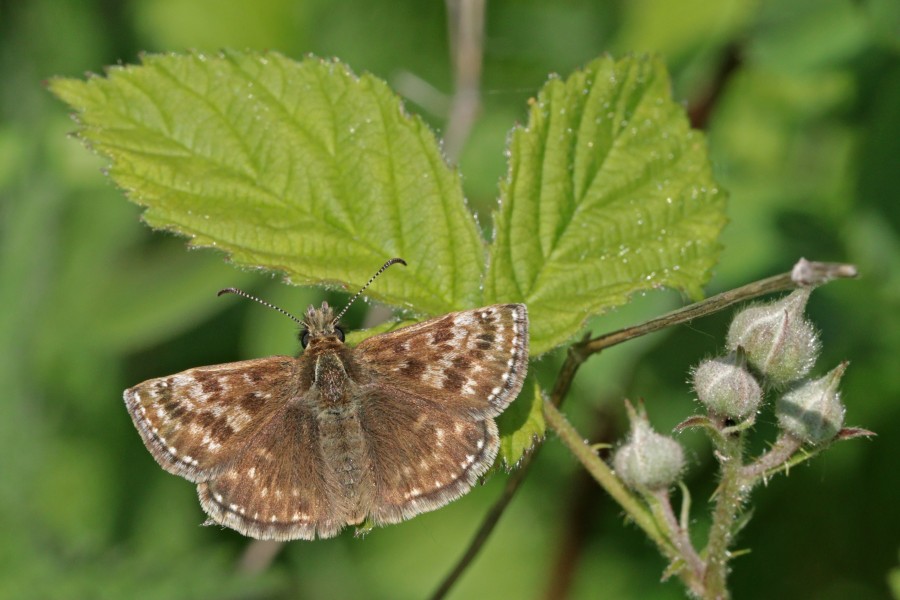 Dingy skipper (Erynnis tages) male 2
