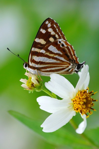 Dodona eugenes esakii ventral view 20140629