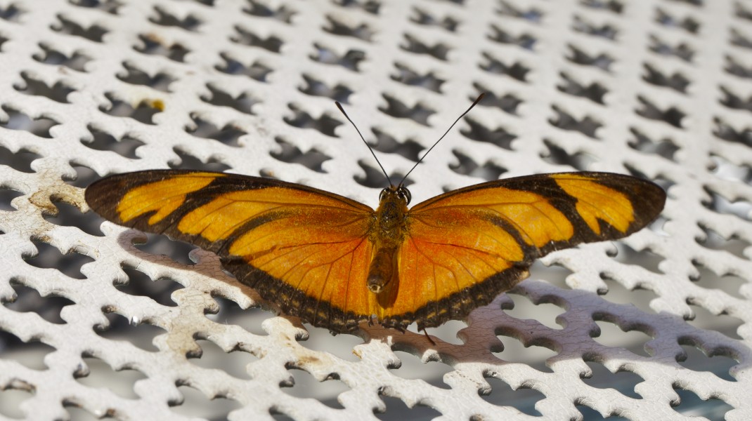 Dryadula phaetusa, Jardín Botánico de Múnich, Alemania, 2013-01-27, DD 01