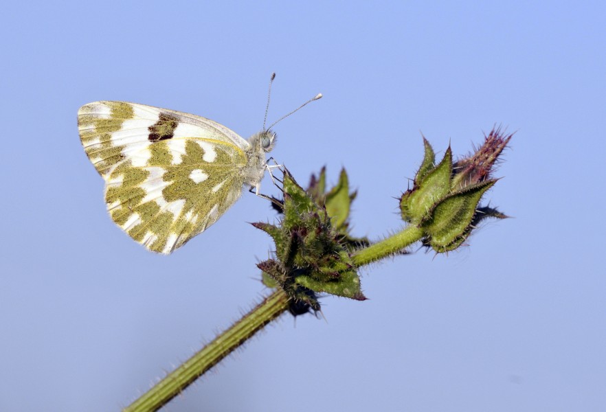 Eastern Bath White - Pontia edusa 02
