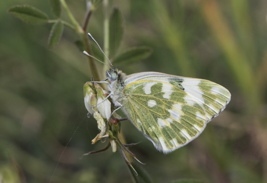 Eastern Bath White - Pontia edusa 04