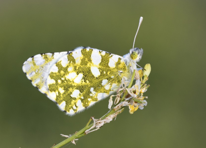 Eastern Dappled White - Dağ Öyklosu 04