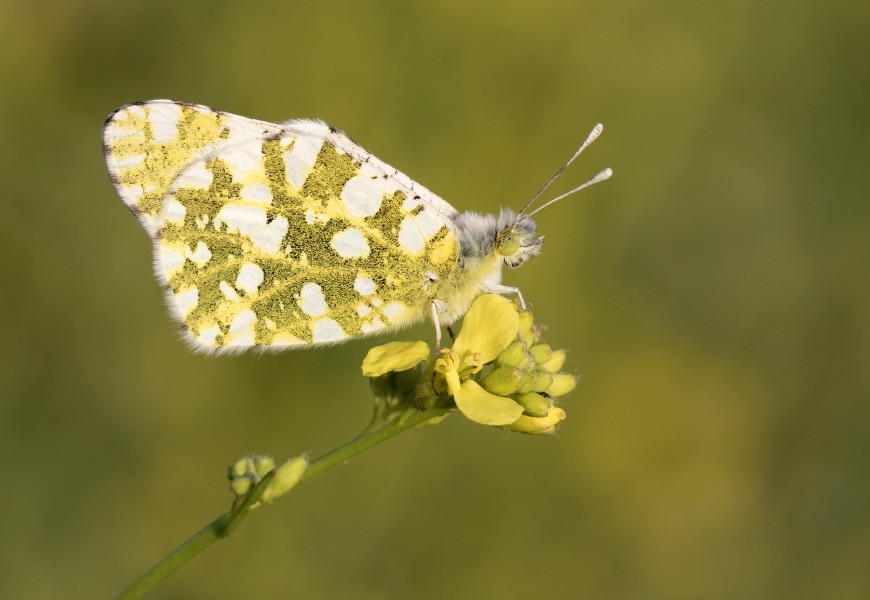 Eastern Dappled White - Euchloe ausonia 01
