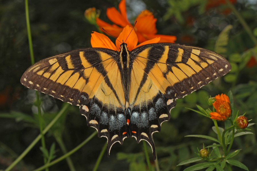 Eastern Tiger Swallowtail - Papilio glaucus, Meadowood Farm SRMA, Mason Neck, Virginia - 25996584720