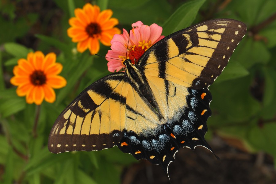 Eastern Tiger Swallowtail - Papilio glaucus, Meadowwood Farm SRMA, Mason Neck, Virginia
