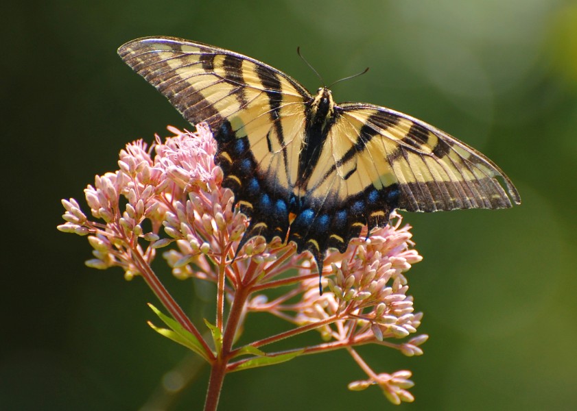 Eastern tiger swallowtail Butterfly