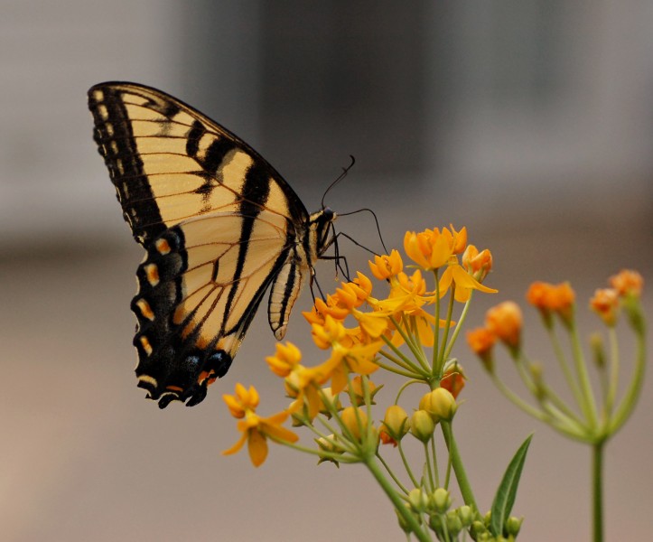 Eastern Tiger Swallowtail Papilio glaucus on Asclepias curassavica 'Silky Gold'