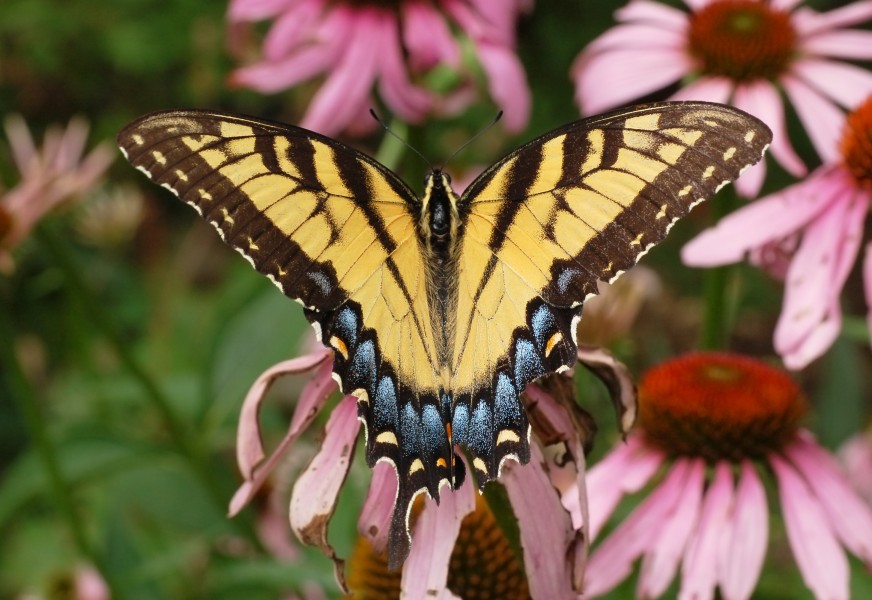 Eastern Tiger Swallowtail Papilio glaucus Wings 2908px