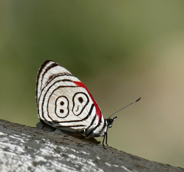Eighty-eight Butterfly (Diaethria clymena marchalii) (28650441771)