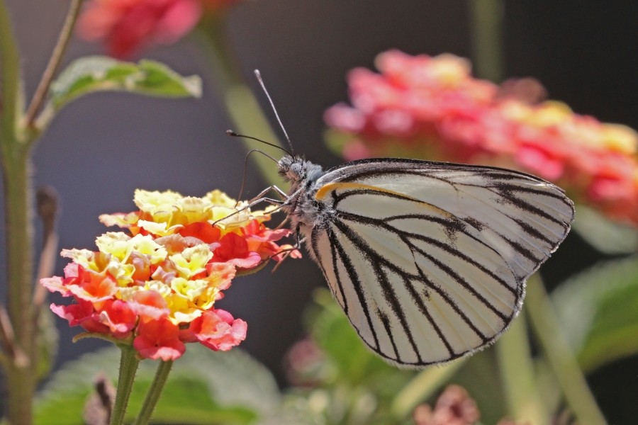 Ethiopian cabbage white (Pieris brassicoides brassicoides)