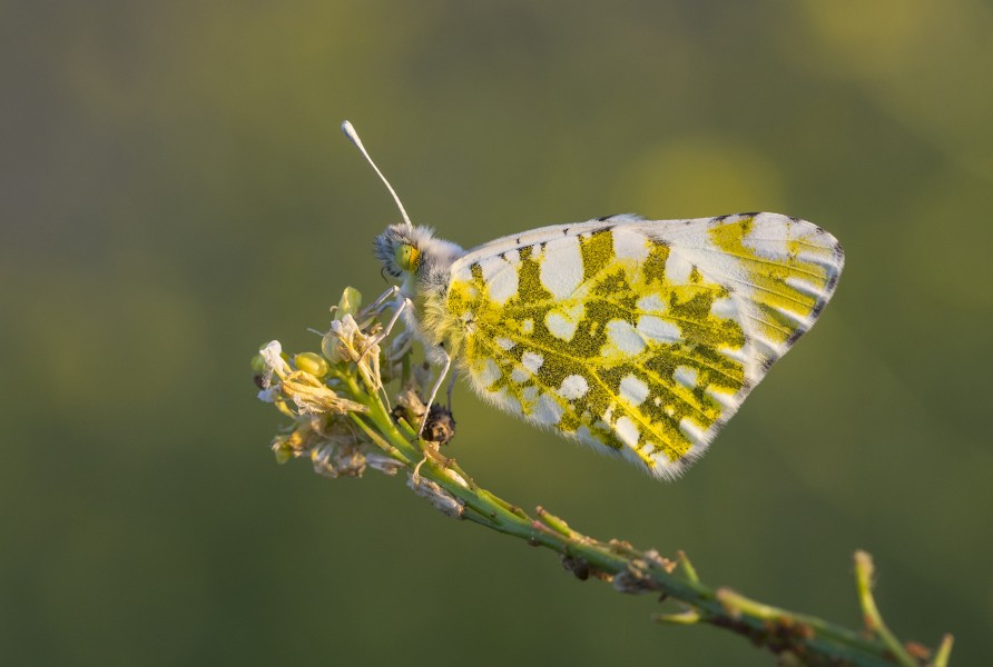 Euchloe ausonia - Eastern dappled white - Marbré oriental 02