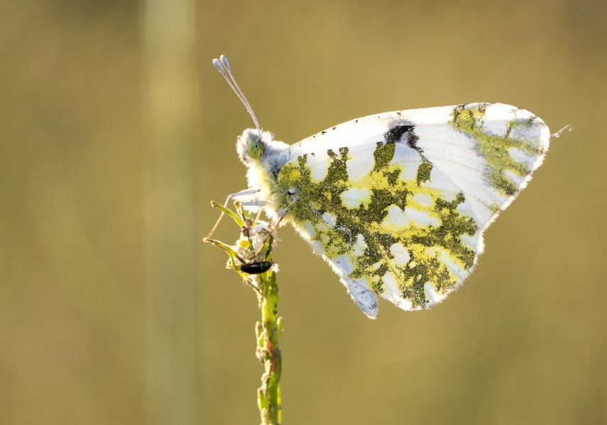 Euchloe ausonia - Eastern dappled white - Marbré oriental 04