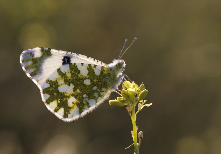 Euchloe ausonia - Eastern dappled white - Marbré oriental 05
