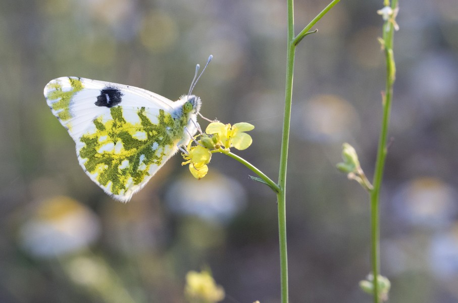 Euchloe ausonia - Eastern dappled white - Marbré oriental 06