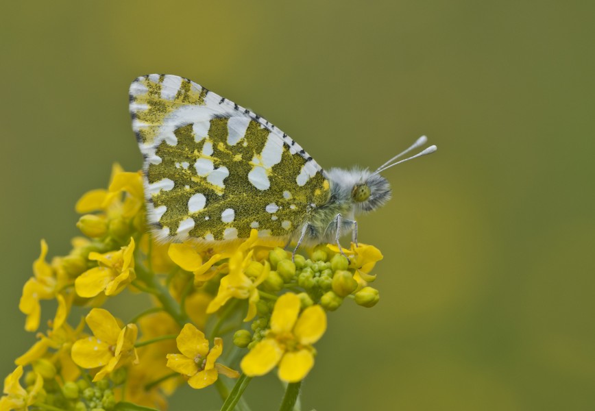 Euchloe ausonia 5