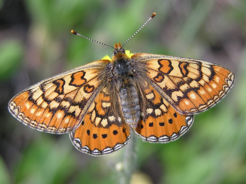 Euphydryas aurinia female
