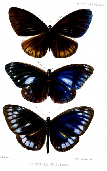 Euploea2ButlerPZSL1866