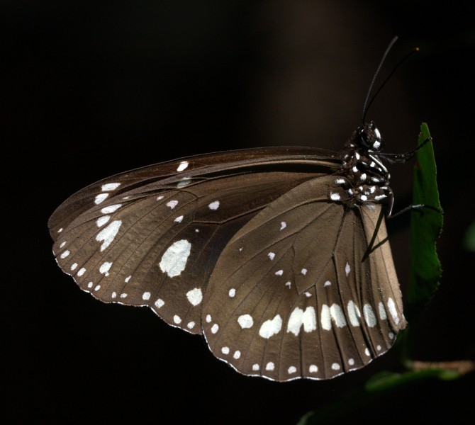 Euploea core corinna in Sydney 5