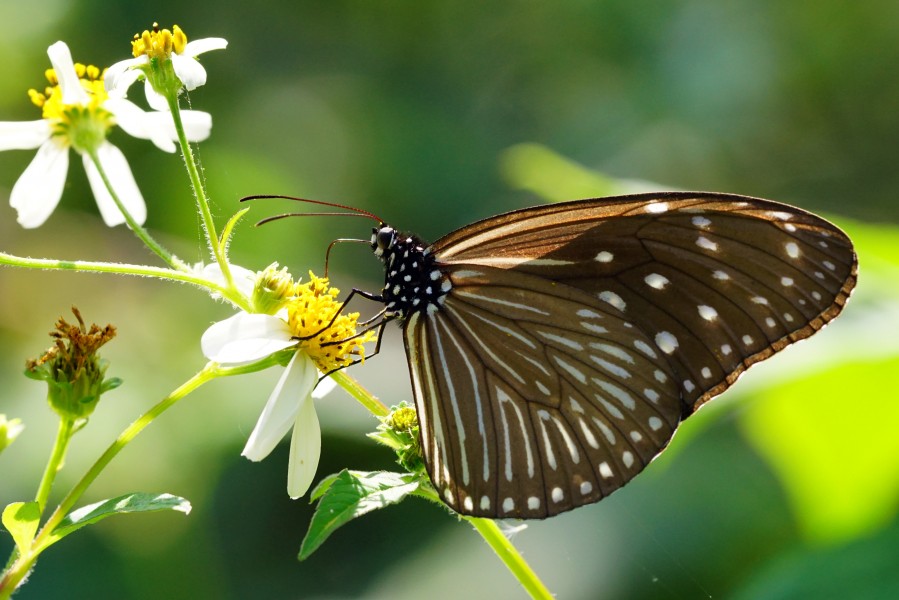 Euploea mulciber barsine female ventral view 20150124