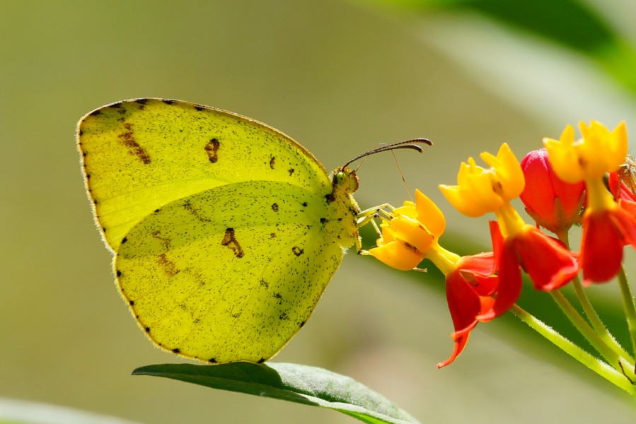 Eurema andersoni godana 20141026