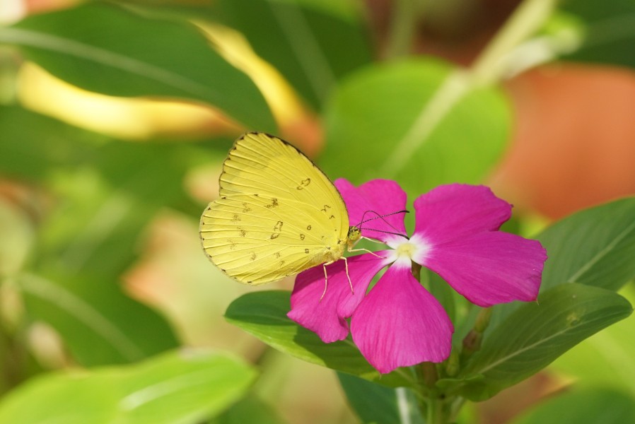 Eurema blanda 02834