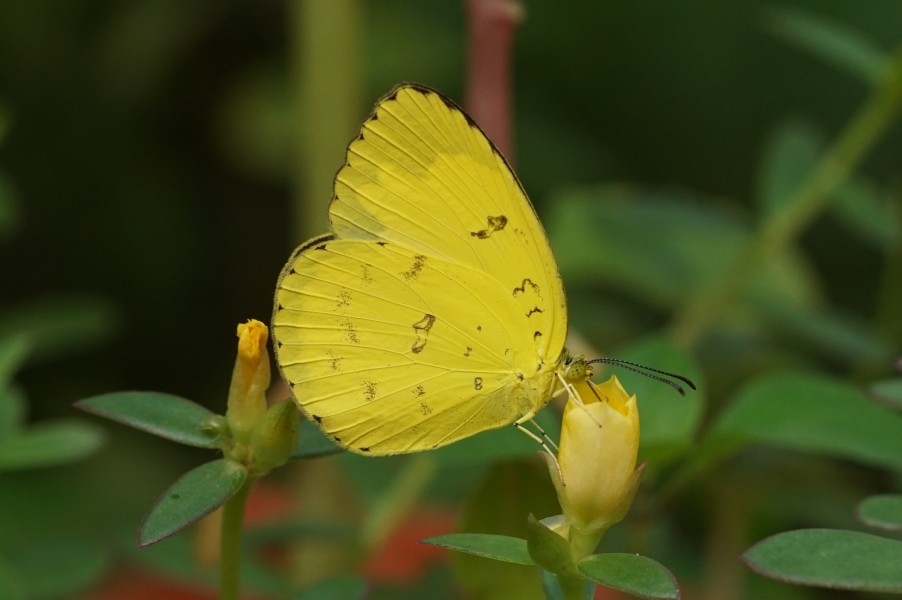 Eurema blanda 07079