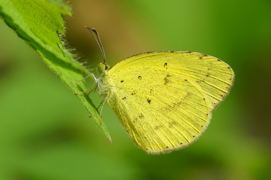 Eurema brigitta hainana 20150926