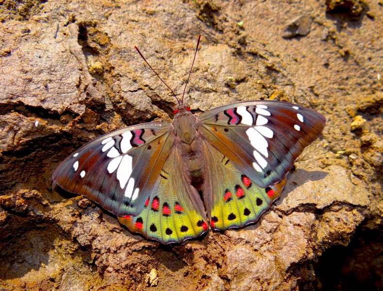 Euthalia lubentina by Sagar Sarang