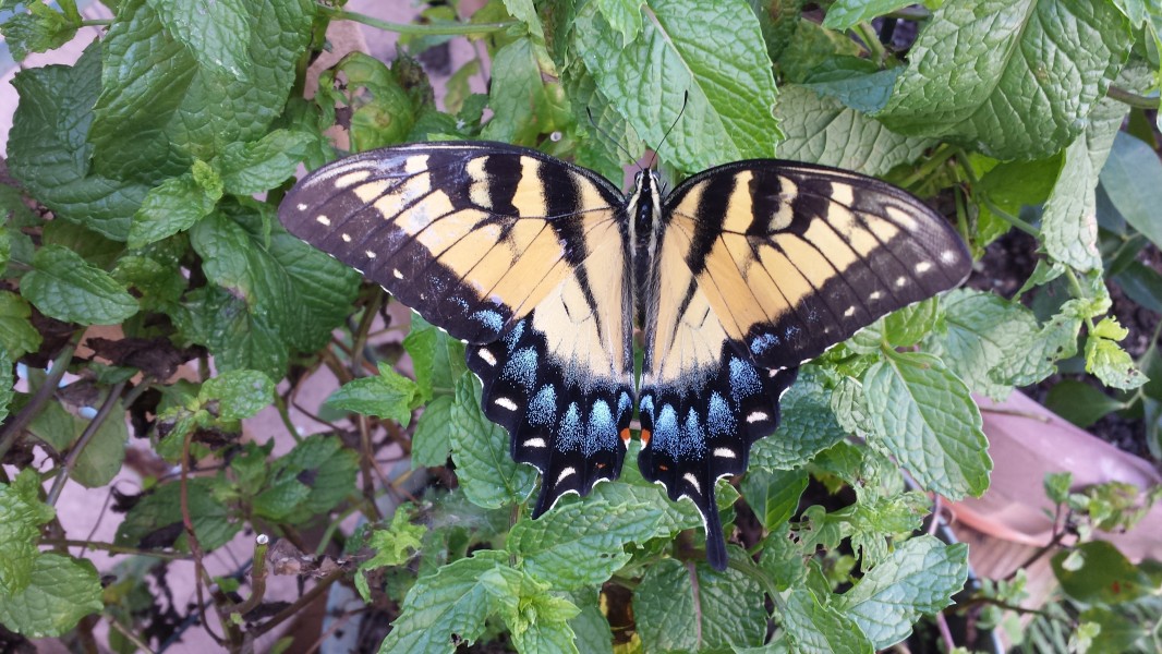 Female Eastern Tiger Swallowtail Papilio glaucus, dorsal side