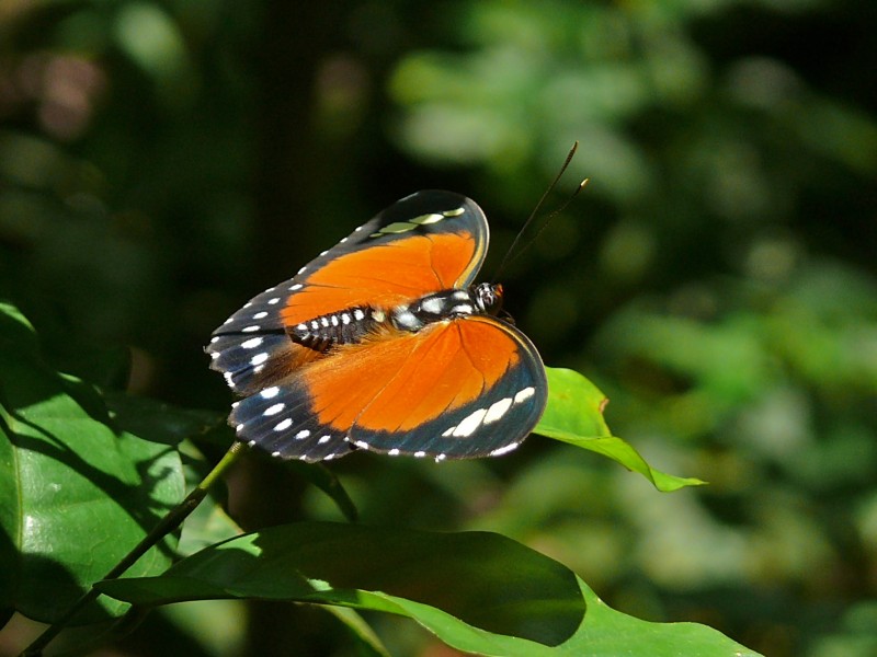 Forester (Euphaedra alacris) (6930686346)