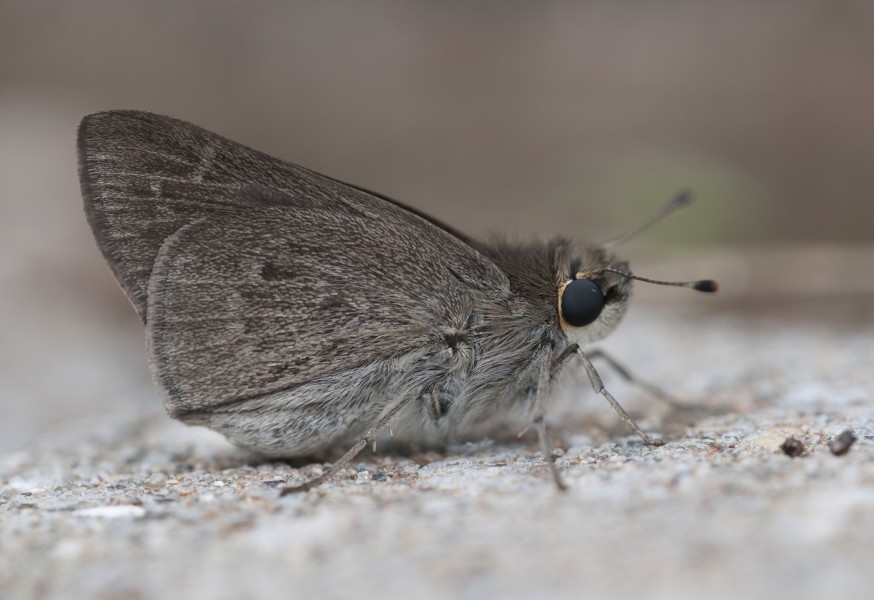 Gegenes pumilio - Pigmy Skipper 02