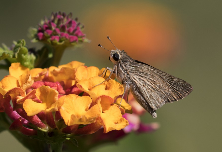 Gegenes pumilio - Pigmy skipper 03-4
