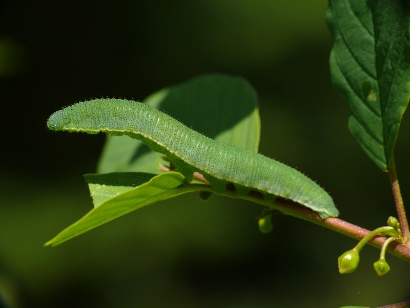 Gonepteryx rhamni - caterpillar 03 (HS)