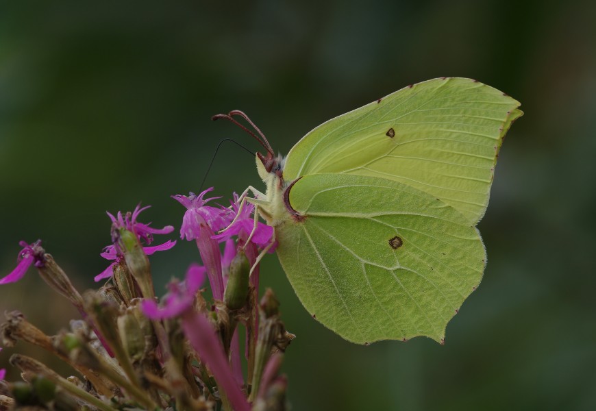 Gonepteryx rhamni - Common brimstone, Giresun 2011-08-31 02-1