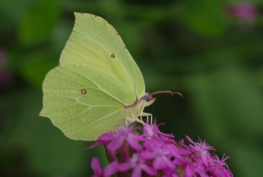 Gonepteryx rhamni - Common brimstone, Giresun 2011-08-31 06-1