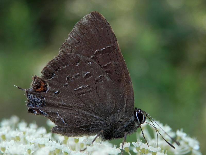 Gossamer-winged Butterfly (Lycaenidae) 02