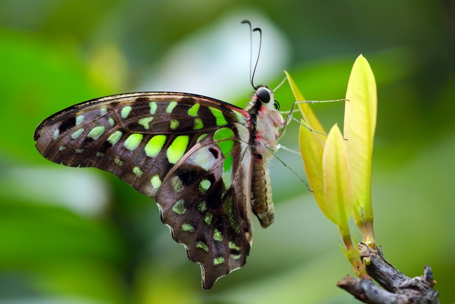 Graphium agamemnon 20130404
