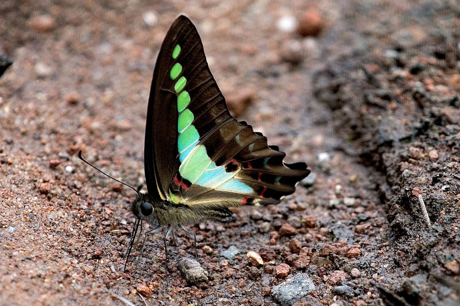 Graphium sarpedon luctatius